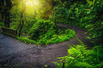 Curved levada hiking trail in the tropical forest, Madeira Island