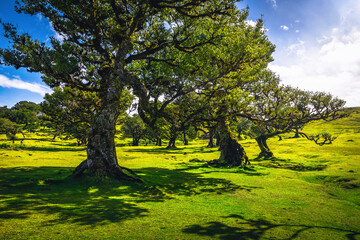Majestic old laurel trees in the Fanal forest, Madeira island