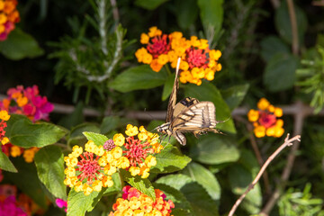 Old World Swallowtail Papilio machaon on vibrant Lantana camara flowers, France, Corsica, Apietto, 14 June 2025