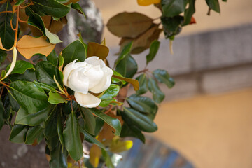 Magnolia flower in bloom with glossy green leaves France, Corsica, Ajaccio, 13 June 2025