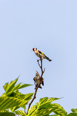 view over Sagone Bay and mountains Corsica Sagone 12 June 2025