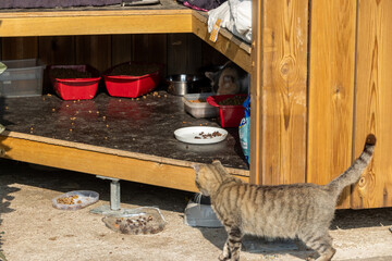 Stray cats feeding station with animals Corsica Sagone 12 June 2025