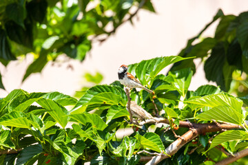House sparrow Passer domesticus pair in tree Corsica Sagone 12 June 2025