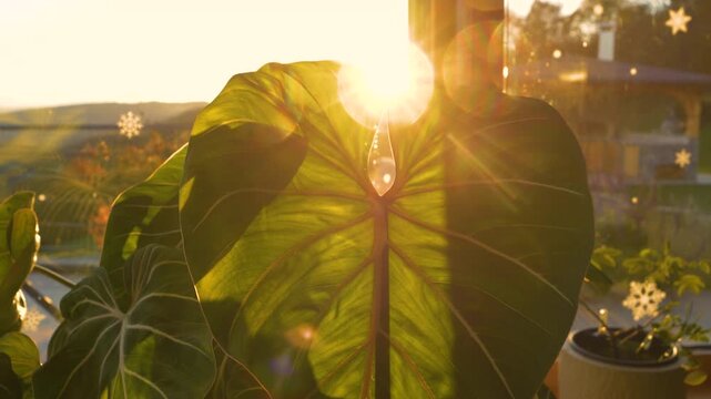 LENS FLARE, CLOSE UP: Large green leaf of Philodendron Gloriosum illuminated by golden sunlight. Intricate veins of the heart shaped leaf create a dynamic and detailed pattern as sunrays peek through.