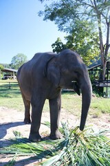 Beautiful Asian Elephants &ndash; Thailand 