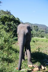 Beautiful Asian Elephants &ndash; Thailand 