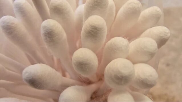 Macro shot of many white cotton ear buds in a container