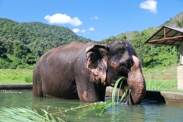 Beautiful Asian Elephants &ndash; Thailand 