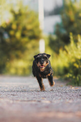 Active Jagd Terrier in motion. Dog chasing a toy
