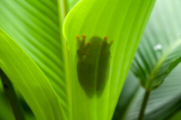 Green Frog in Branch