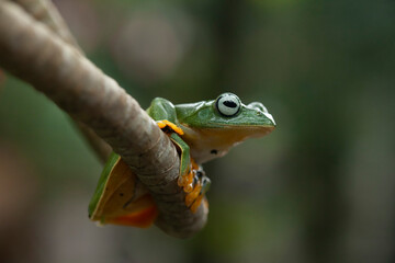 Green Frog in Branch
