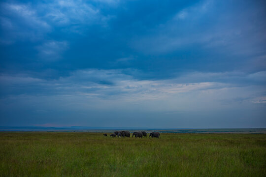 Elephants at Masai Mara National Reserve photographing at night