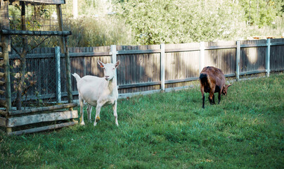 Goats standing in the grass looking at camera.