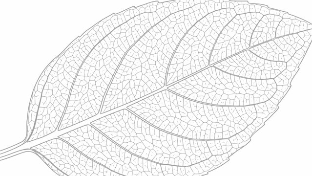 Detailed illustration of a leaf skeleton
