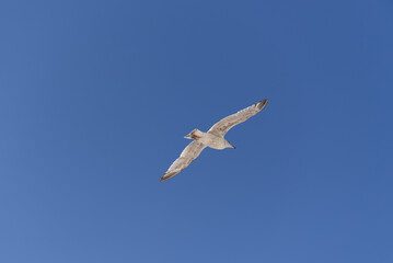 Fototapeta premium Fliegende Möwe unter blauem Himmel