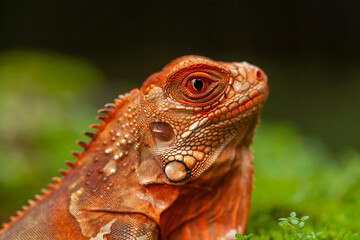 Iguana in natural place