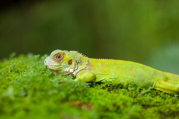 Iguana in natural place