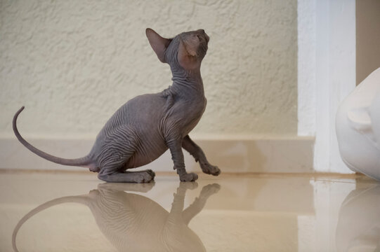 Don Sphynx K&auml;tzchen 