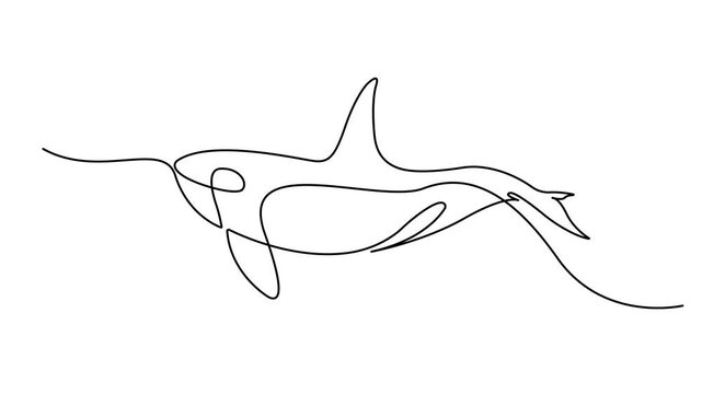 Animated self drawing of continuous line draw whale killer in water. Orca in swimming pool. Wild whale killer fish swimming in sea life. Full length one line animation. 4k video