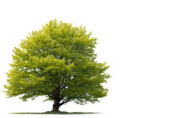A large green deciduous tree isolated on a black background for design purposes
