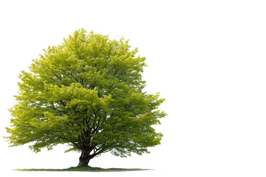 A large green deciduous tree isolated on a black background for design purposes