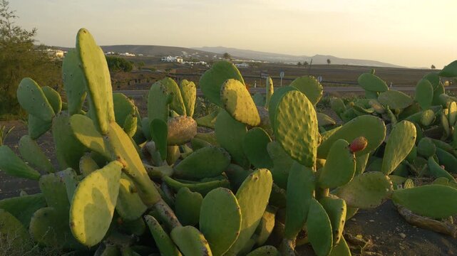 CLOSE UP: Widespread prickly pear cacti bathe in the soft glow of golden sunset at Lanzarote island. Opuntia plantation set in a rugged, dry landscape dotted with distant traditional white houses.