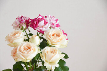 Obraz premium ピンクと白のばら