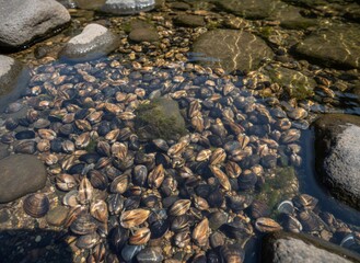 Numerous freshwater mussels on the rocky riverbed under clear water. Aquatic ecosystem health and mollusk habitat for nature background.
