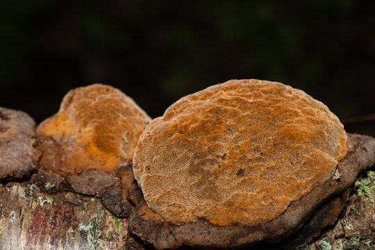 Bracket Fungi Growing on Dead Tree Trunk
