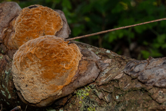Bracket Fungus Growing on Decaying Tree Trunk
