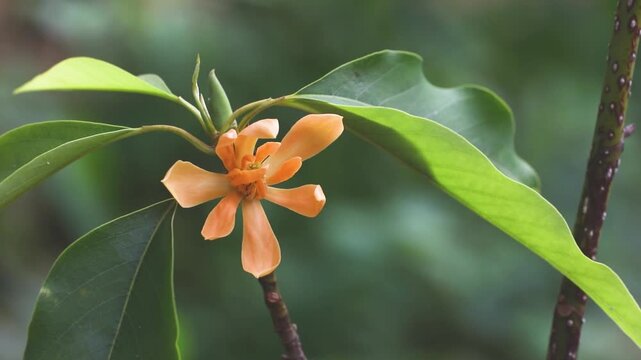 Beautiful champa flower in garden