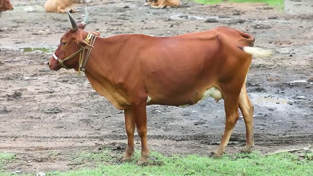 cows in a farm