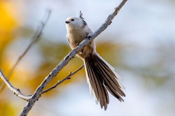 Long-Tailed Tit Is Sitting On A Branch In Autumn © tan4ikk