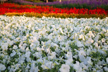 Green area relax outdoors garden with plants