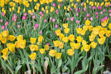 Green area relax outdoors garden with plants