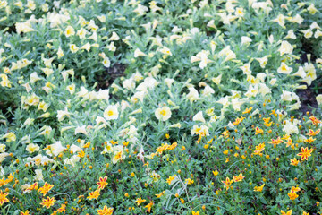 Green area relax outdoors garden with plants