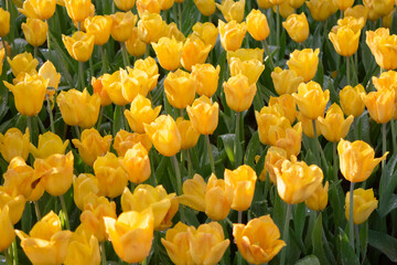 Green area relax outdoors garden with plants