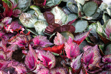 Green area relax outdoors garden with plants