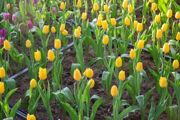 Green area relax outdoors garden with plants