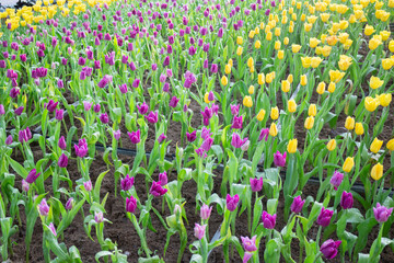 Green area relax outdoors garden with plants