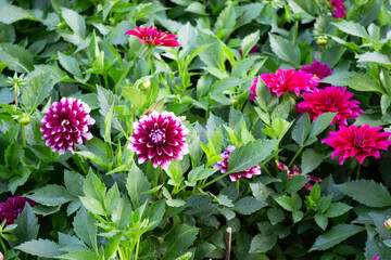 Green area relax outdoors garden with plants