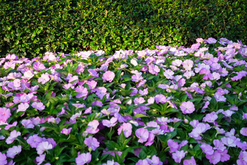 Green area relax outdoors garden with plants