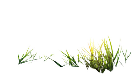 Fresh green grass plant growth isolated on a white background for spring or summer nature season meadow and garden lawn environment landscape border illustration