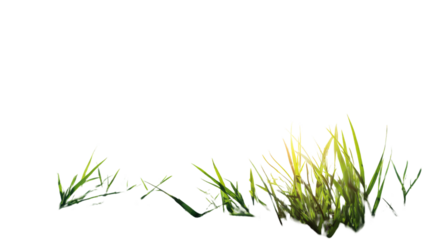 Fresh green grass plant growth isolated on a white background for spring or summer nature season meadow and garden lawn environment landscape border illustration