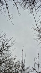 Obraz premium tree branch in the snow