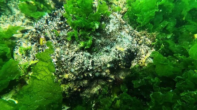 Underwater landscape of the Black Sea, green algae (Enteromorpha, Ulva) growing on rocks and mussels on the bottom.