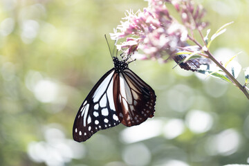 フジバカマに来たアサギマダラ