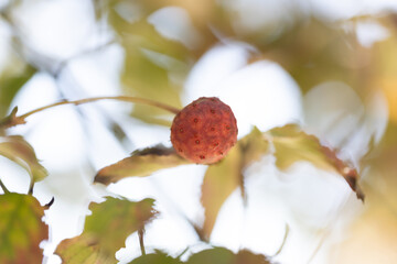 ヤマボウシの実