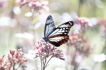 フジバカマに来たアサギマダラ