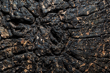 Close up texture background of dark rough and cracked tree bark surface.
